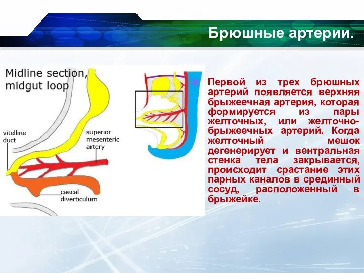 Первой из трех брюшных артерий появляется верхняя брыжеечная артерия, которая формируется