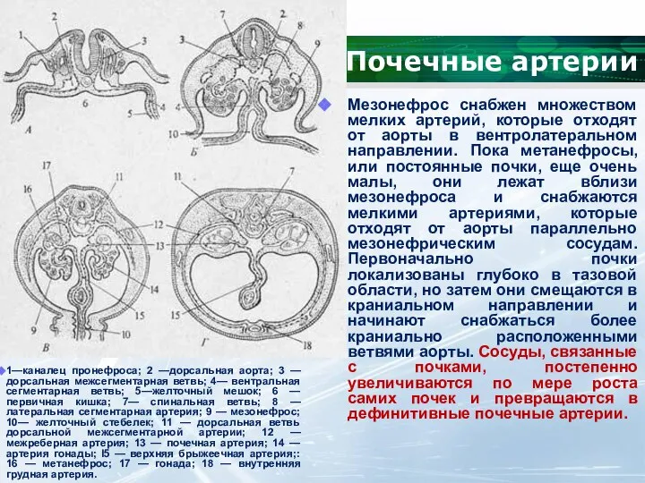 Почечные артерии Мезонефрос снабжен множеством мелких артерий, которые отходят от аорты