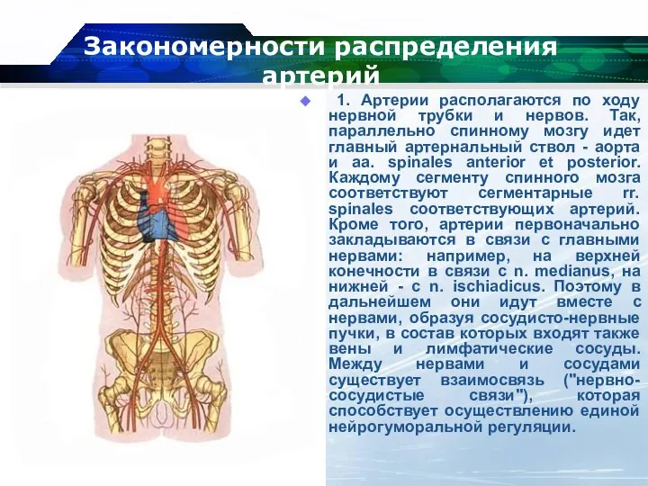 Закономерности распределения артерий 1. Артерии располагаются по ходу нервной трубки и