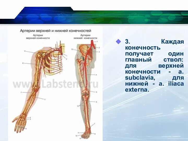 3. Каждая конечность получает один главный ствол: для верхней конечности -