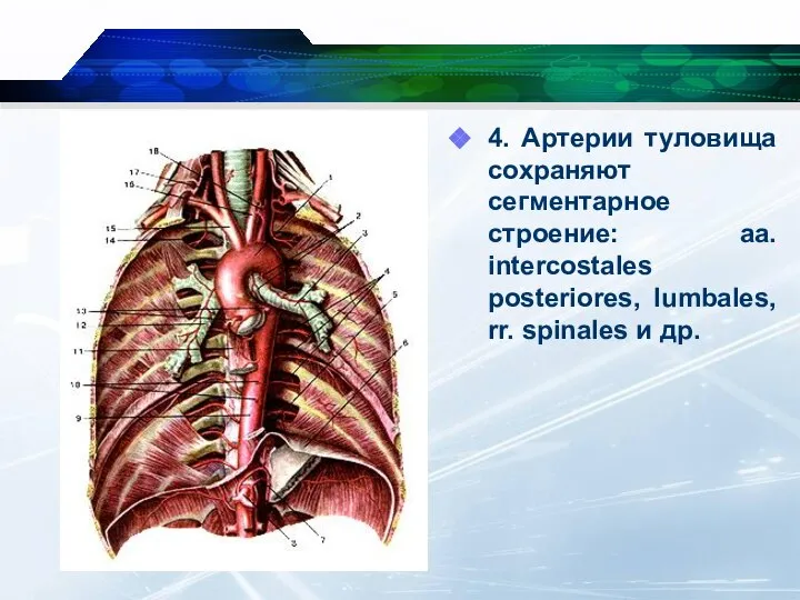 4. Артерии туловища сохраняют сегментарное строение: aa. interсostales рosteriores, lumbales, rr. spinales и др.