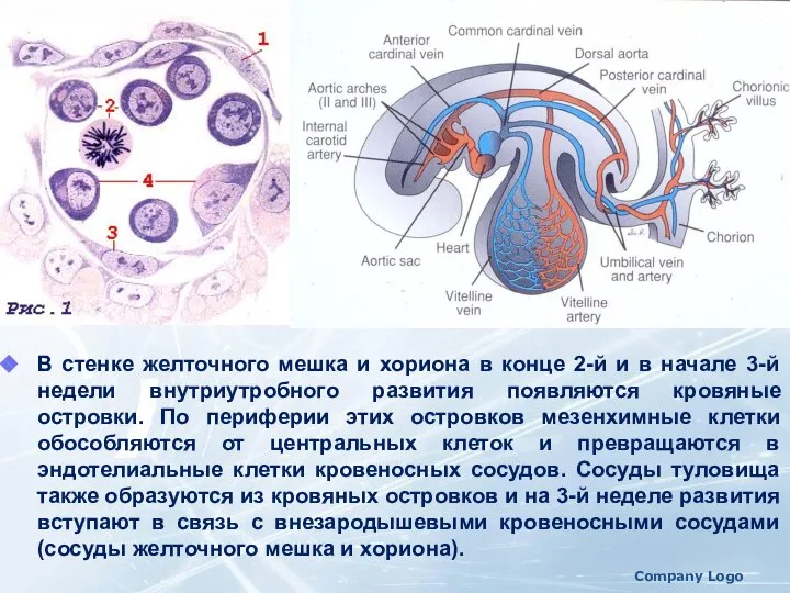 В стенке желточного мешка и хориона в конце 2-й и в