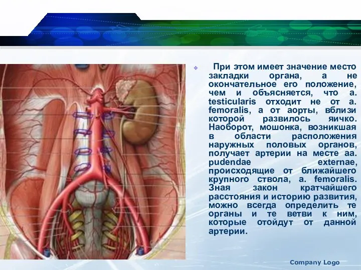Company Logo При этом имеет значение место закладки органа, а не