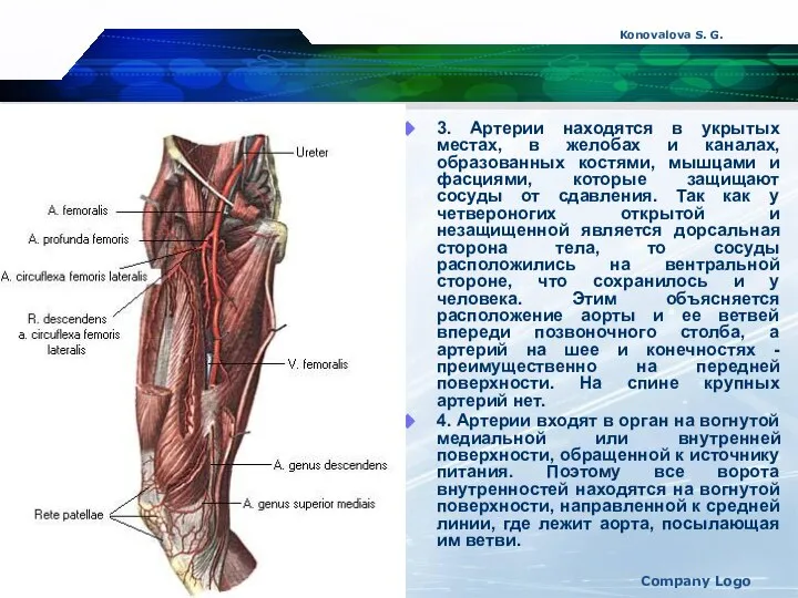 Konovalova S. G. Company Logo 3. Артерии находятся в укрытых местах,