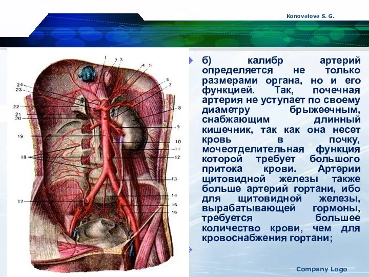 Konovalova S. G. Company Logo б) калибр артерий определяется не только