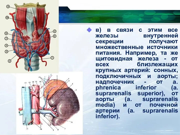 в) в связи с этим все железы внутренней секреции получают множественные