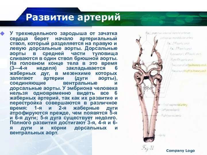 Company Logo У трехнедельного зародыша от зачатка сердца берет начало артериальный