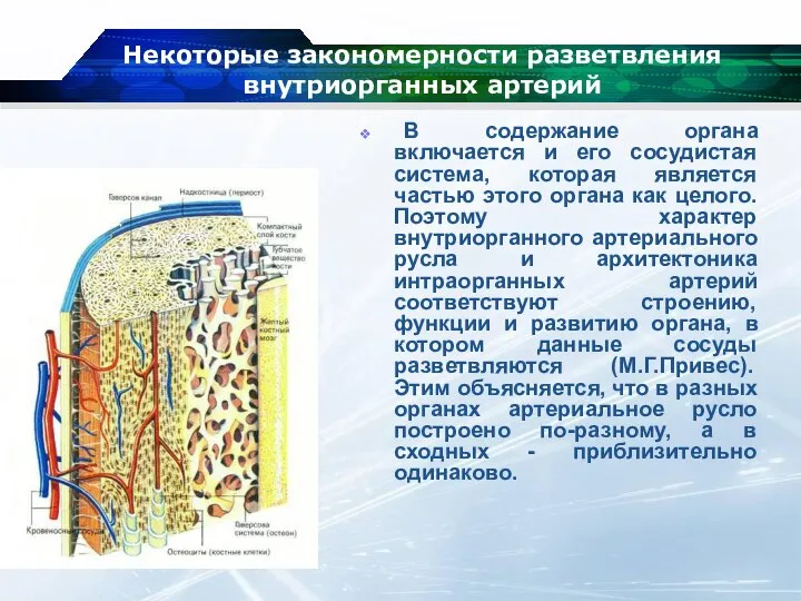 Некоторые закономерности разветвления внутриорганных артерий В содержание органа включается и его