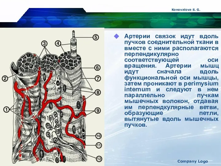 Konovalova S. G. Company Logo Артерии связок идут вдоль пучков соеднительной