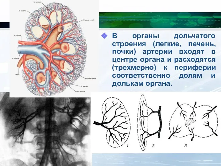 В органы дольчатого строения (легкие, печень, почки) артерии входят в центре