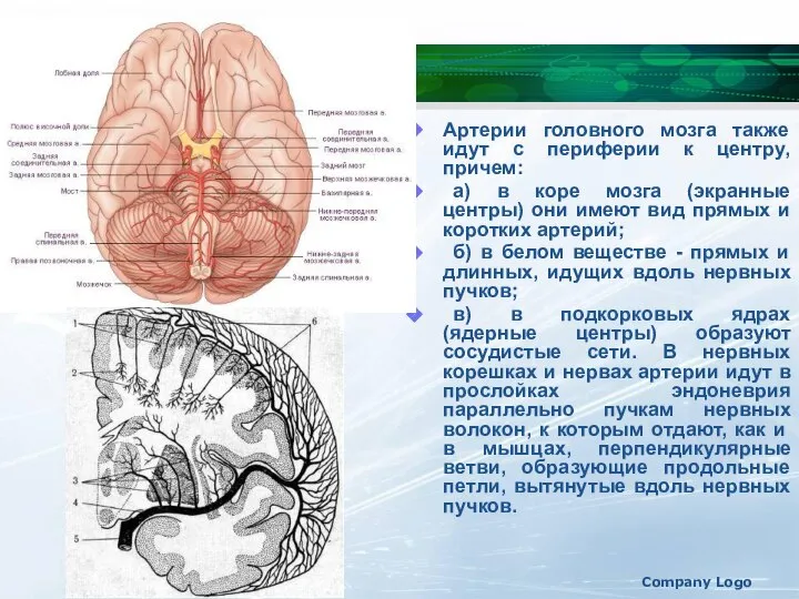 Company Logo Артерии головного мозга также идут с периферии к центру,