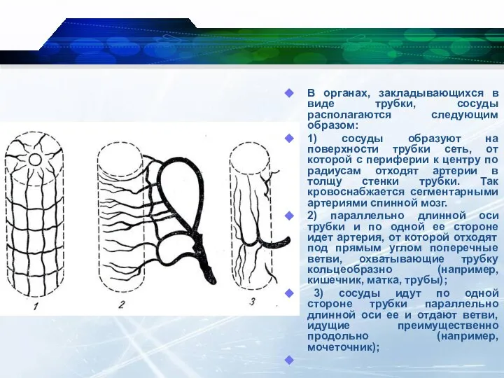 В органах, закладывающихся в виде трубки, сосуды располагаются следующим образом: 1)