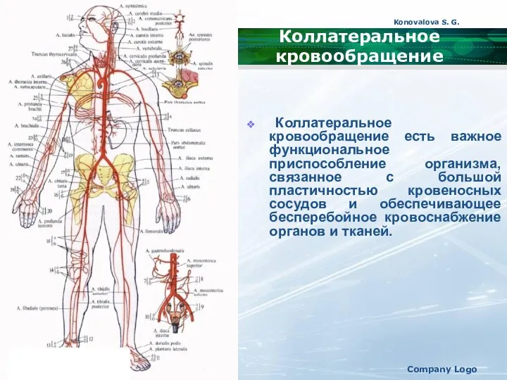 Konovalova S. G. Company Logo Коллатеральное кровообращение Коллатеральное кровообращение есть важное