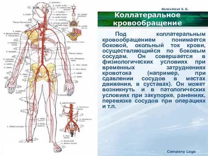 Konovalova S. G. Company Logo Коллатеральное кровообращение Под коллатеральным кровообращением понимается