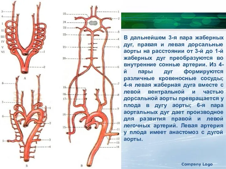 В дальнейшем 3-я пара жаберных дуг, правая и левая дорсальные аорты