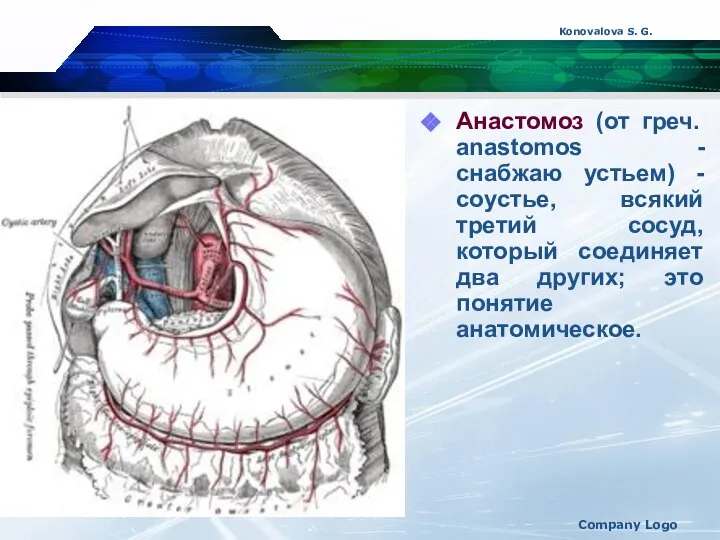 Konovalova S. G. Company Logo Анастомоз (от греч. anastоmos - снабжаю