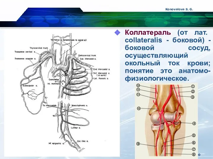 Konovalova S. G. Company Logo Коллатераль (от лат. соllateгalis - боковой)