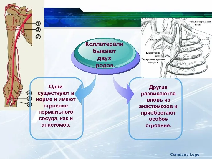 Company Logo Одни существуют в норме и имеют строение нормального сосуда,