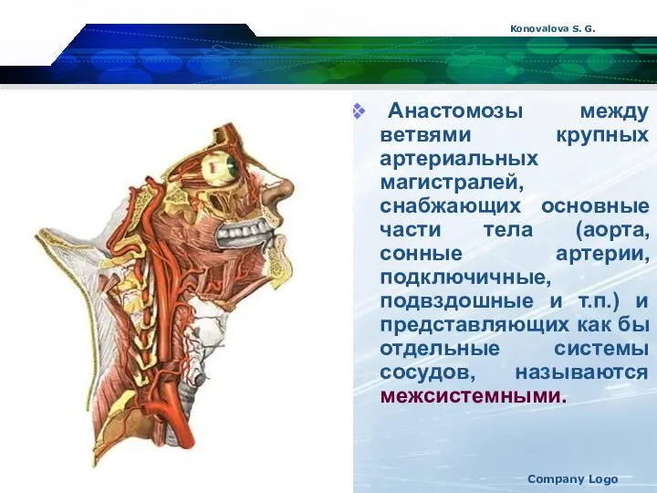 Konovalova S. G. Company Logo Анастомозы между ветвями крупных артериальных магистралей,