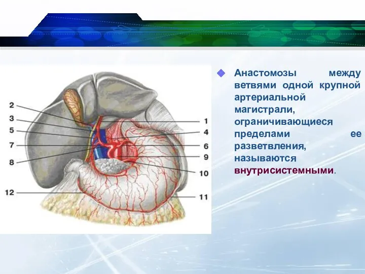 Анастомозы между ветвями одной крупной артериальной магистрали, ограничивающиеся пределами ее разветвления, называются внутрисистемными.