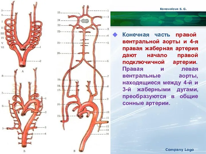 Конечная часть правой вентральной аорты и 4-я правая жаберная артерия дают