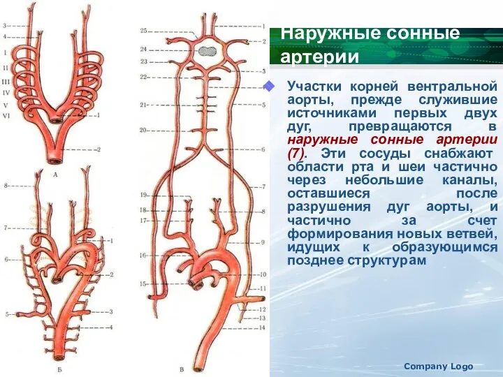 Company Logo Участки корней вентральной аорты, прежде служившие источниками первых двух