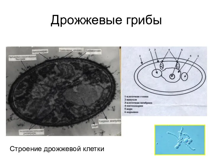 Дрожжевые грибы Строение дрожжевой клетки