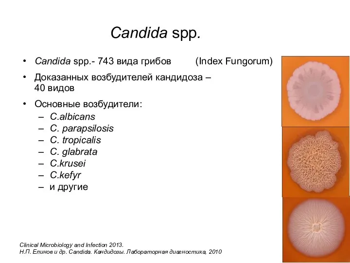 Candida spp. Candida spp.- 743 вида грибов (Index Fungorum) Доказанных возбудителей