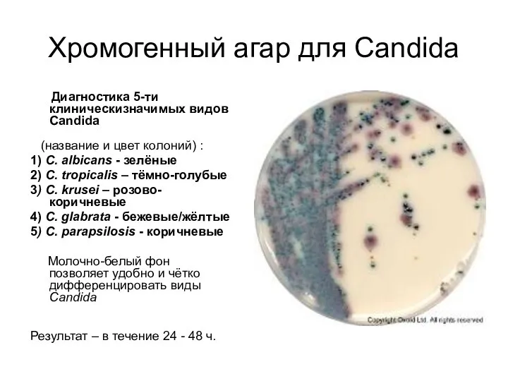 Хромогенный агар для Candida Диагностика 5-ти клиническизначимых видов Candida (название и