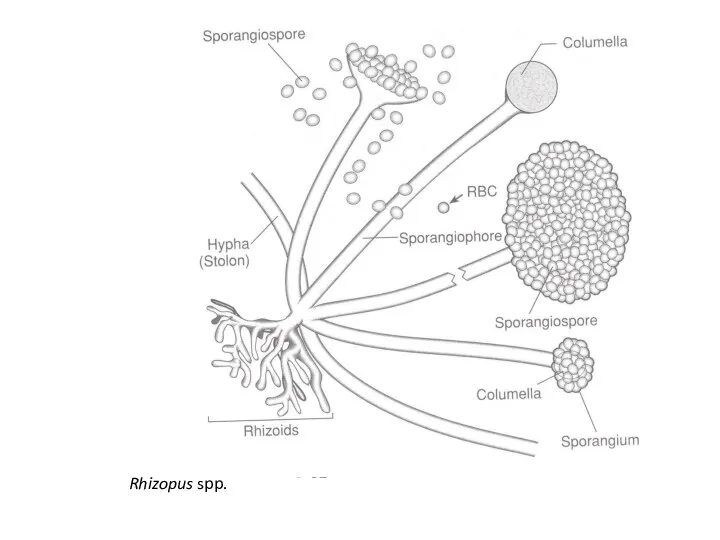 Rhizopus spp.