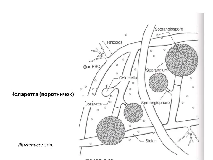 Rhizomucor spp. Коларетта (воротничок)