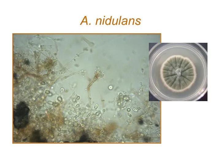 A. nidulans