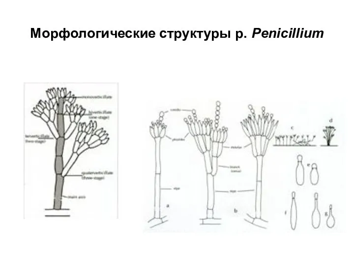 Морфологические структуры р. Penicillium