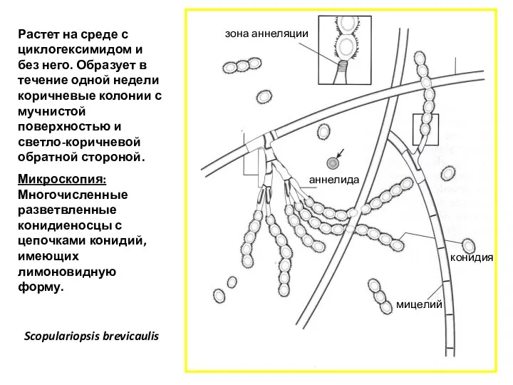 Scopulariopsis brevicaulis Растет на среде с циклогексимидом и без него. Образует