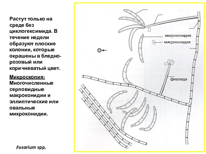 Fusarium spp. Растут только на среде без циклогексимида. В течение недели