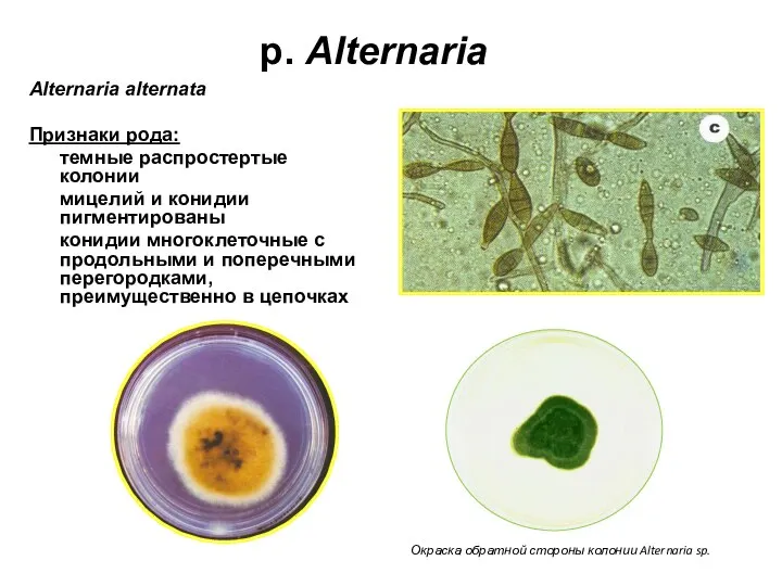 p. Alternaria Alternaria alternata Признаки рода: темные распростертые колонии мицелий и