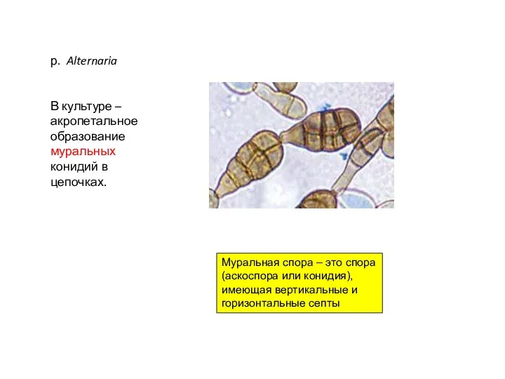 р. Alternaria В культуре – акропетальное образование муральных конидий в цепочках.