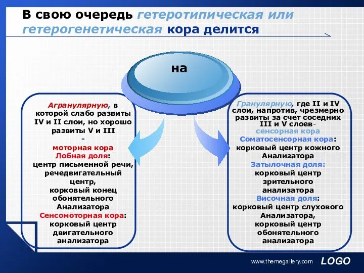 www.themegallery.com В свою очередь гетеротипическая или гетерогенетическая кора делится Гранулярную, где