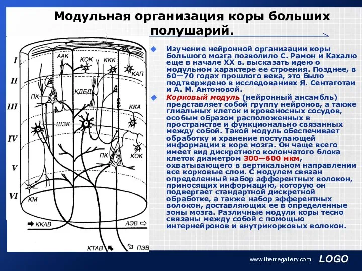 www.themegallery.com Модульная организация коры больших полушарий. Изучение нейронной организации коры большого