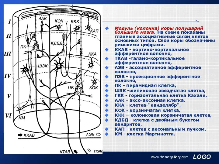 www.themegallery.com Модуль (колонка) коры полушарий большого мозга. На схеме показаны главные