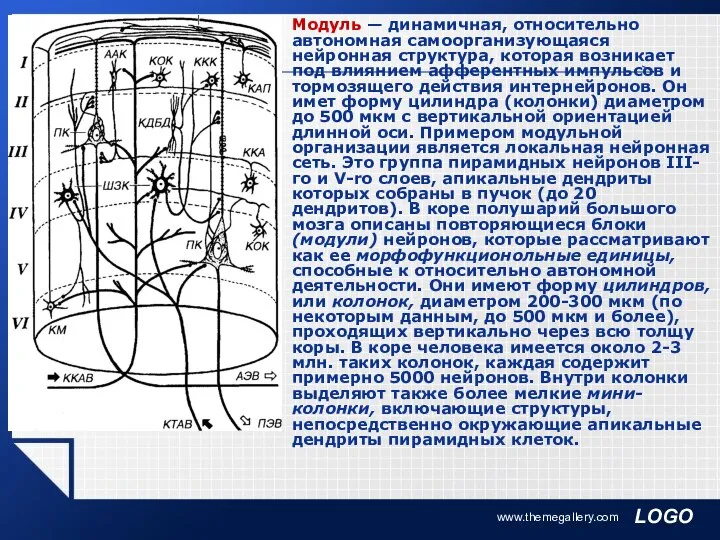 www.themegallery.com Модуль — динамичная, относительно автономная самоорганизующаяся нейронная структура, которая возникает