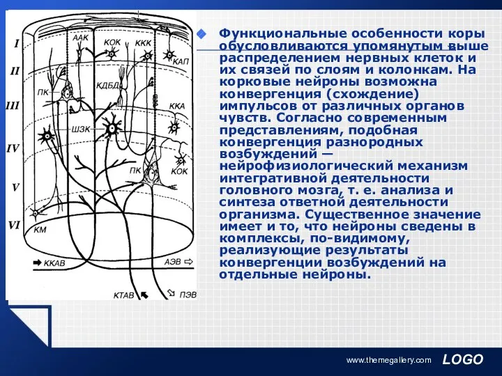 www.themegallery.com Функциональные особенности коры обусловливаются упомянутым выше распределением нервных клеток и