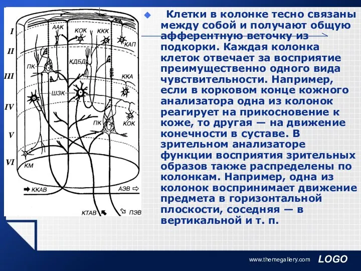 www.themegallery.com Клетки в колонке тесно связаны между собой и получают общую