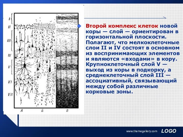 www.themegallery.com Второй комплекс клеток новой коры — слой — ориентирован в