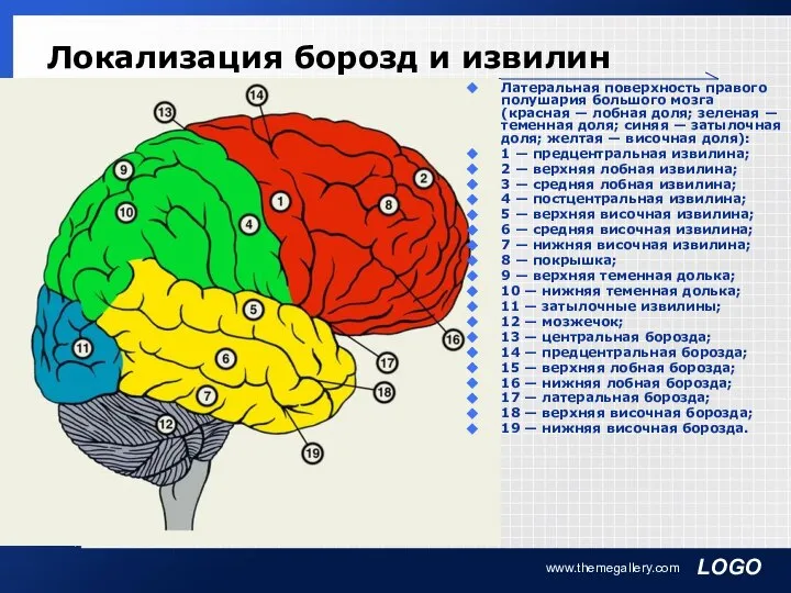 www.themegallery.com Локализация борозд и извилин Латеральная поверхность правого полушария большого мозга