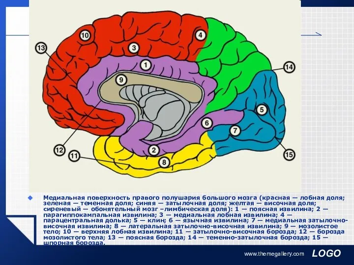 www.themegallery.com Медиальная поверхность правого полушария большого мозга (красная — лобная доля;