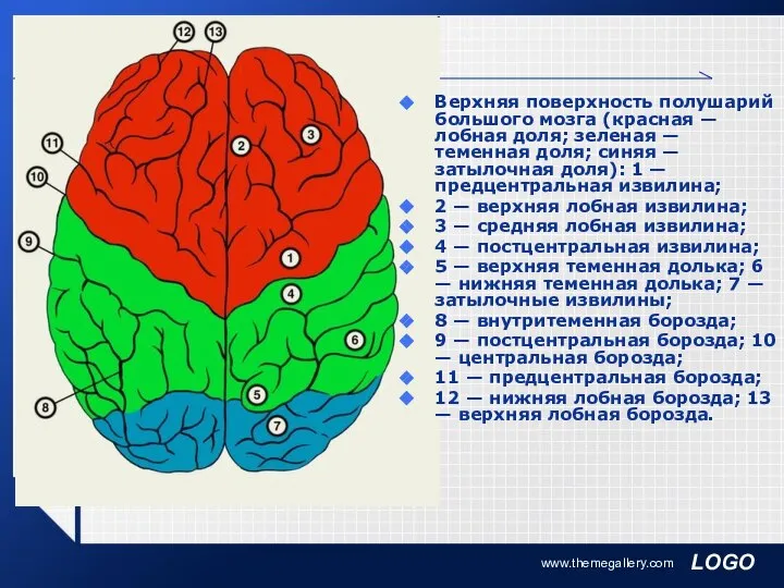 www.themegallery.com Верхняя поверхность полушарий большого мозга (красная — лобная доля; зеленая