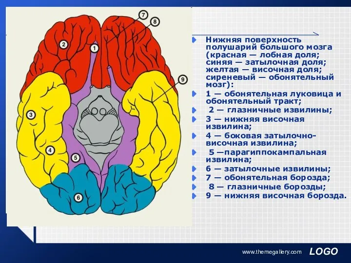 www.themegallery.com Нижняя поверхность полушарий большого мозга (красная — лобная доля; синяя