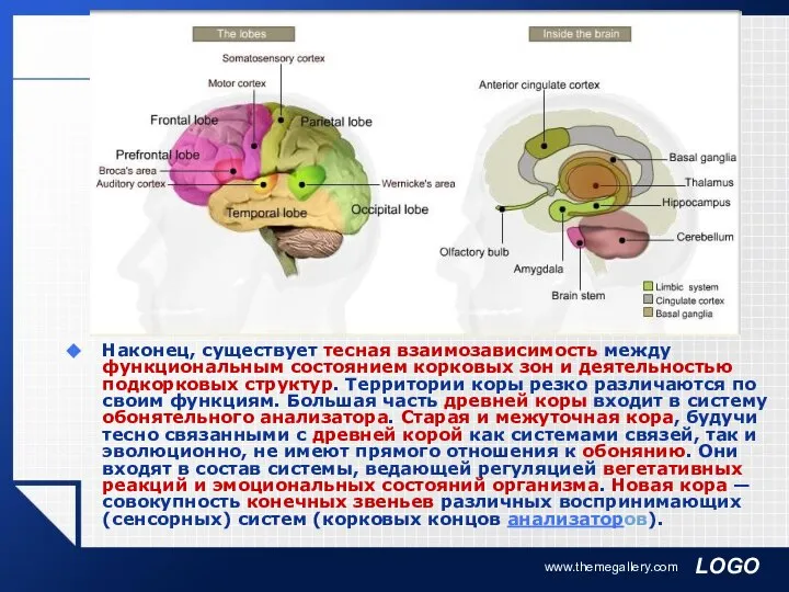 www.themegallery.com Наконец, существует тесная взаимозависимость между функциональным состоянием корковых зон и