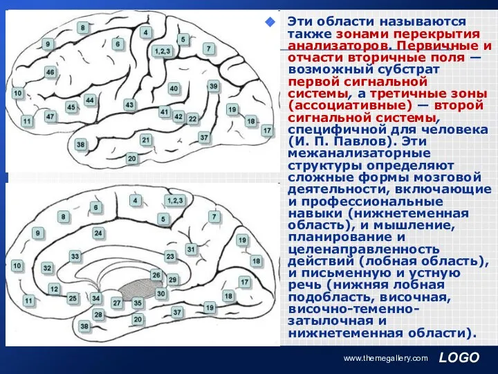 www.themegallery.com Эти области называются также зонами перекрытия анализаторов. Первичные и отчасти